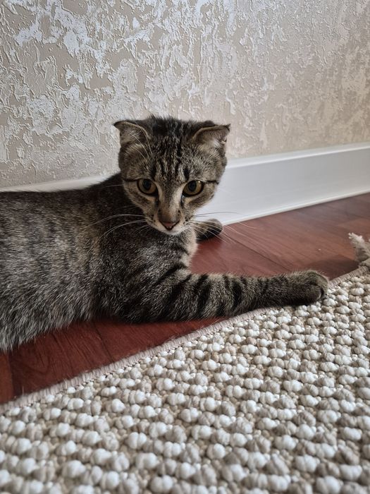 Котенок ищет дом
