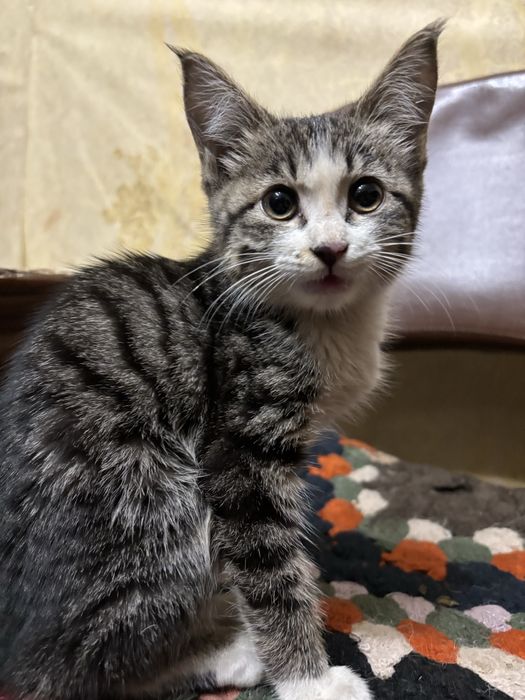 Котенок в добрые руки