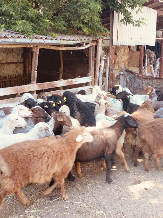 продам жирных баранов