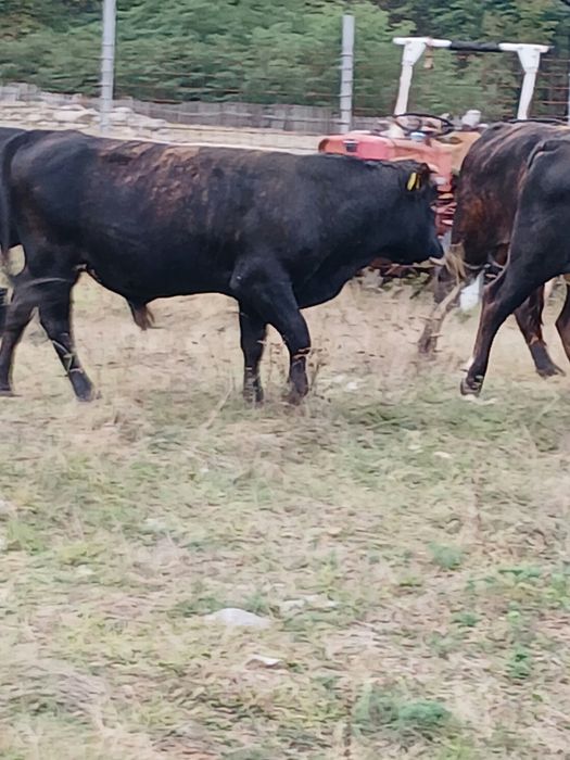 Vând tăurași și taur