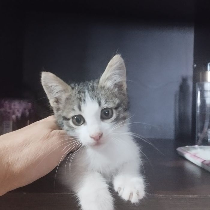 Котёнок ДЕВОЧКА бесплатно
