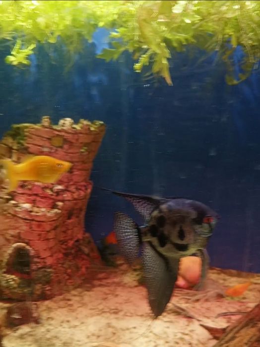 Продается скаляри