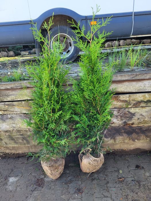 Tuia Brabant 70-80 Crescuta în Ghiveci (Calitate Top)