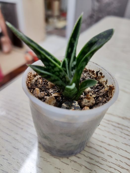 Продаются Суккуленты