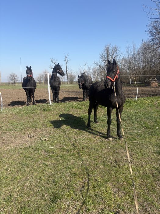 De vanzare manz friz