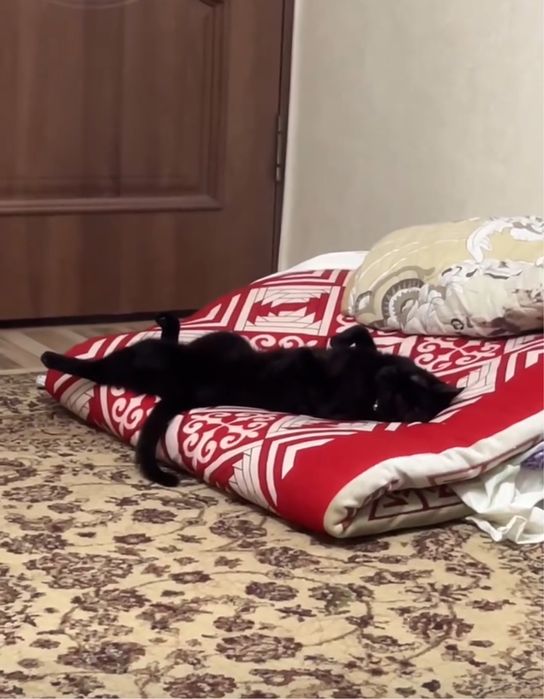 Отдам в хорошие руки, Котенок (девочка)