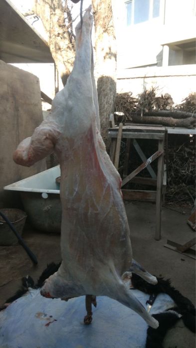 Halol boqilgan qochqorlar Aqiqa Qurbonlik va boshqa Marosimlar uchun