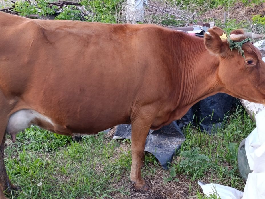 Продам 2 дойных коров