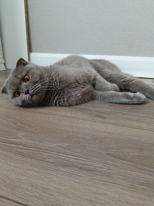 Кошка молодая кошечка