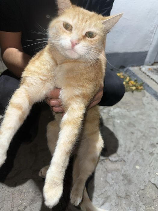 Отдам котика в добрые и любящие руки