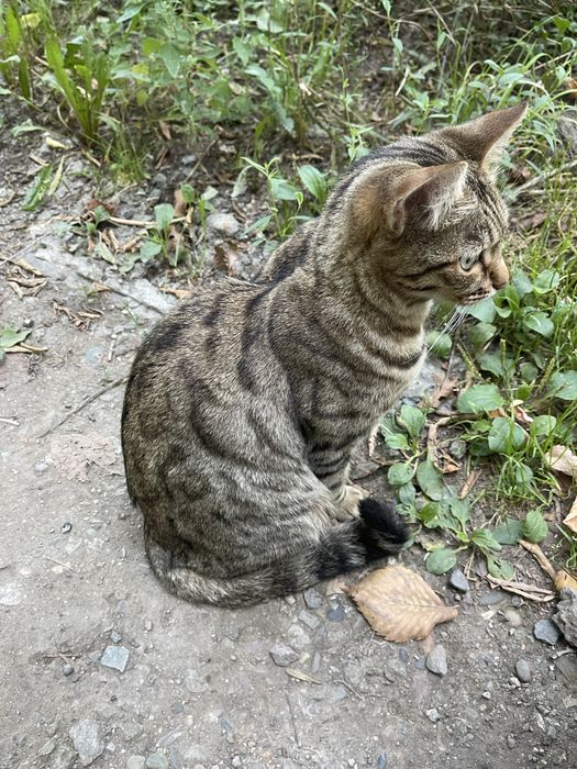 Кошечка потерялась!!!