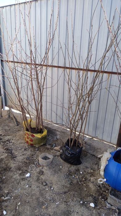 Местные Саженцы Вишня