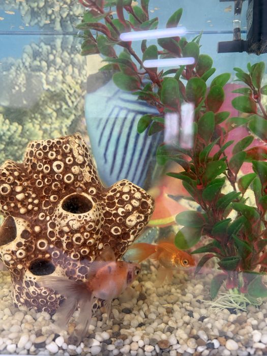 Продам аквариум