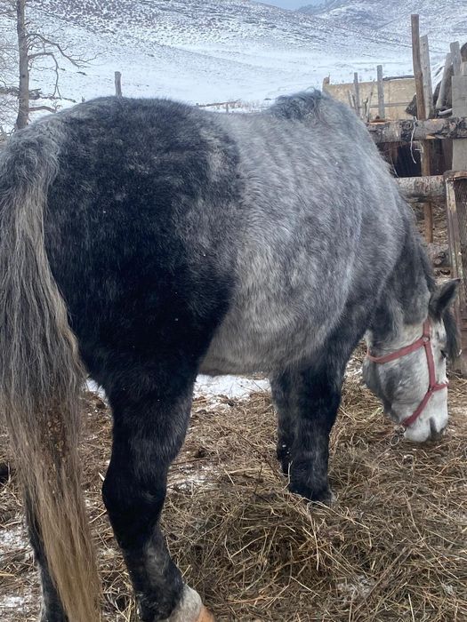 Першерон айғар сатылады.