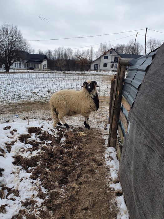 Vand berbecuti brezi