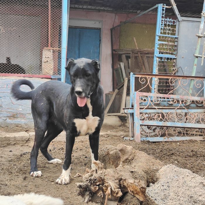 Срочно сатылады ургашы