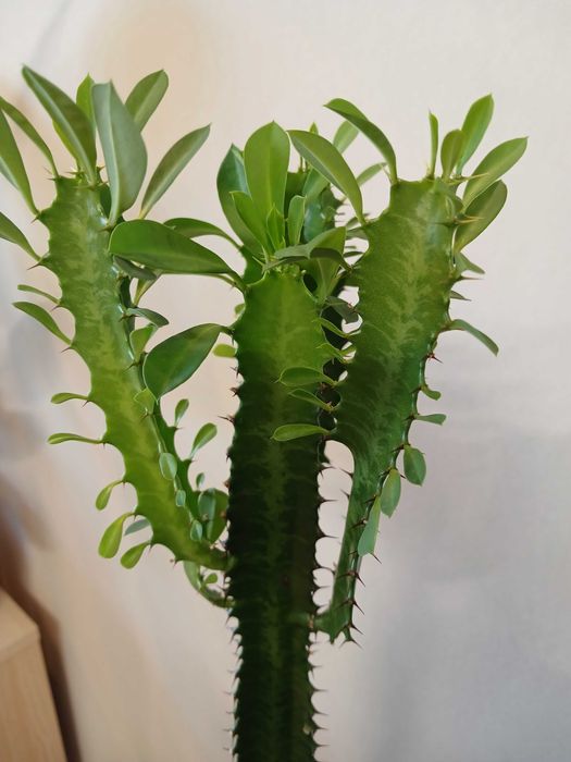 Продам цветы комнаные