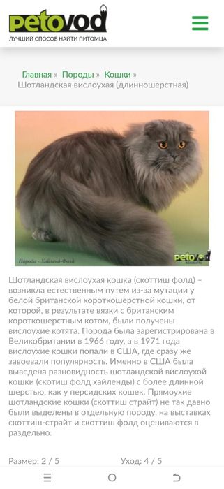 Отдам кошку и котёнка в добрые руки