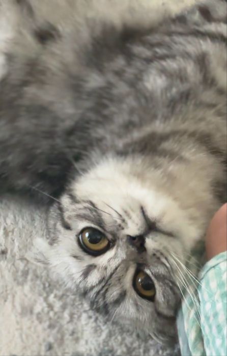 Котята добрым любящим хозяевам