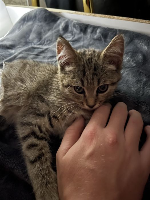котенок девочка в добрые и надежные руки