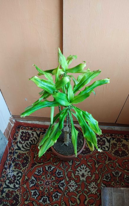 Комнатное растение драцена