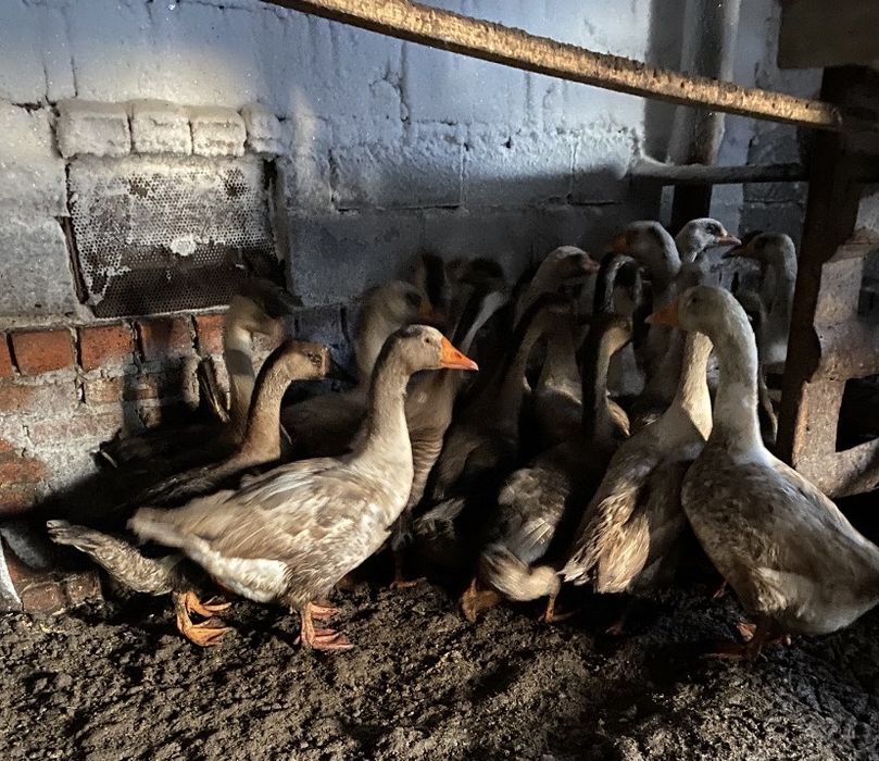 Гуси живьем серо-белые