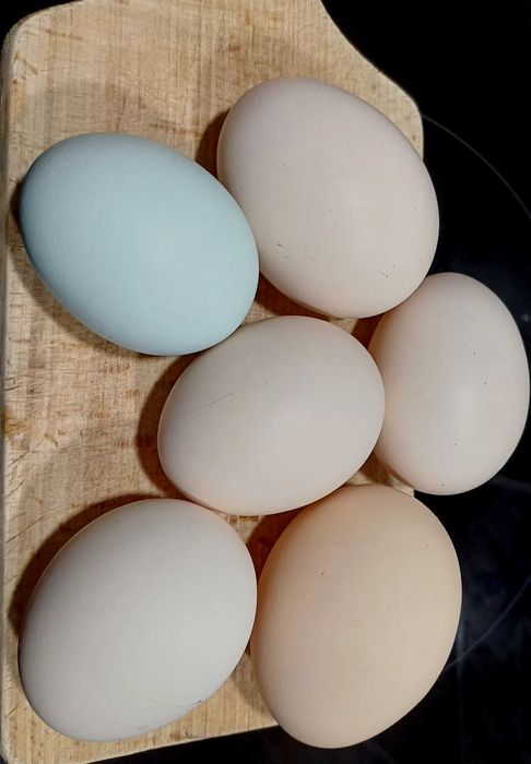 Vând 9 găini ouătoare,  inclusiv rasă cu ouă colorate