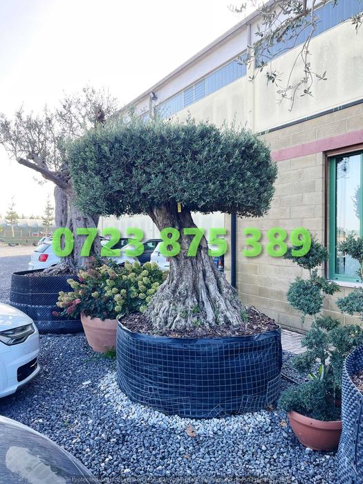 Arbori de Grădină Viguroși – Pregătiți pentru Plantare Imediată