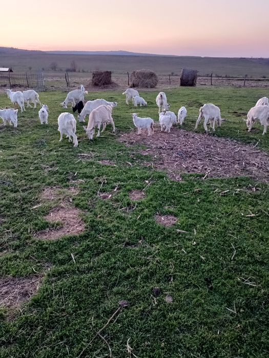 IEZI  și cirlani de vînzare ,capre cu lapte