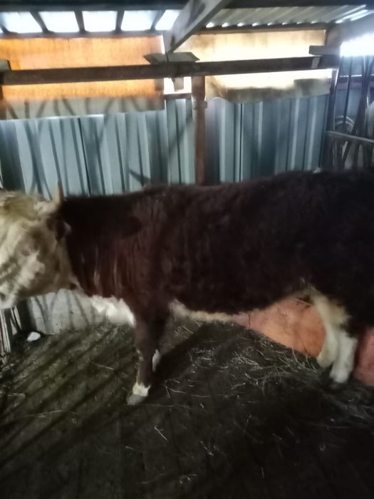 2 жасар өгіз сатылады