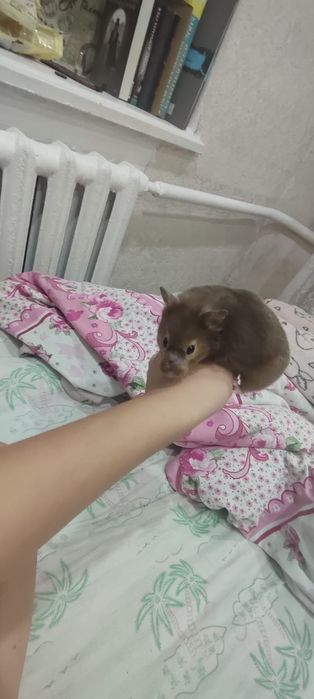 Сибирский хомяк, девочка