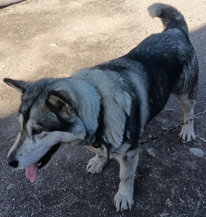 Аляскинский маламут