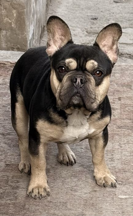 Кобель супер на вязку