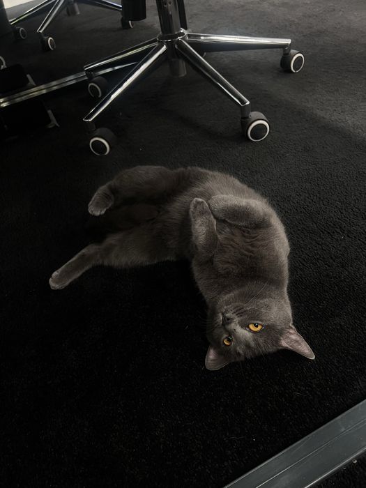 Котенок в добрые руки