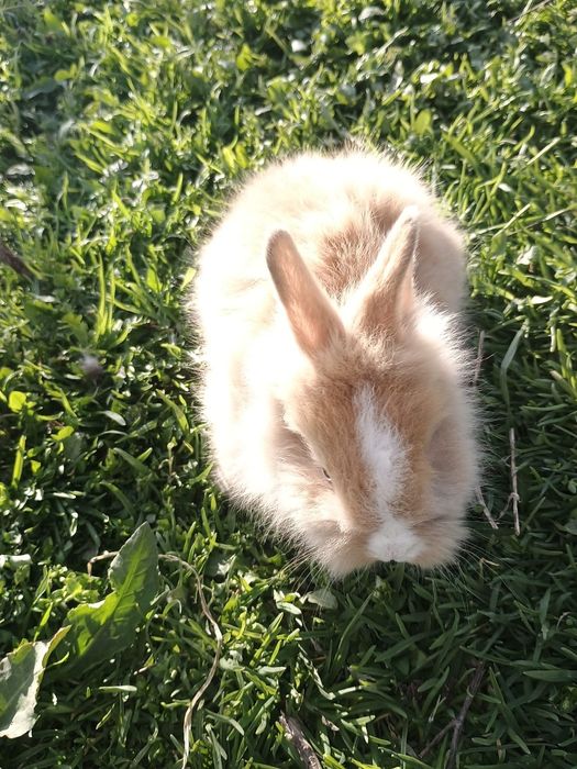 Iepurași cap de leu