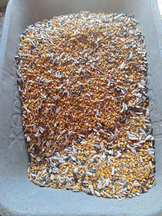 oua de vanzare din gospodărie proprie