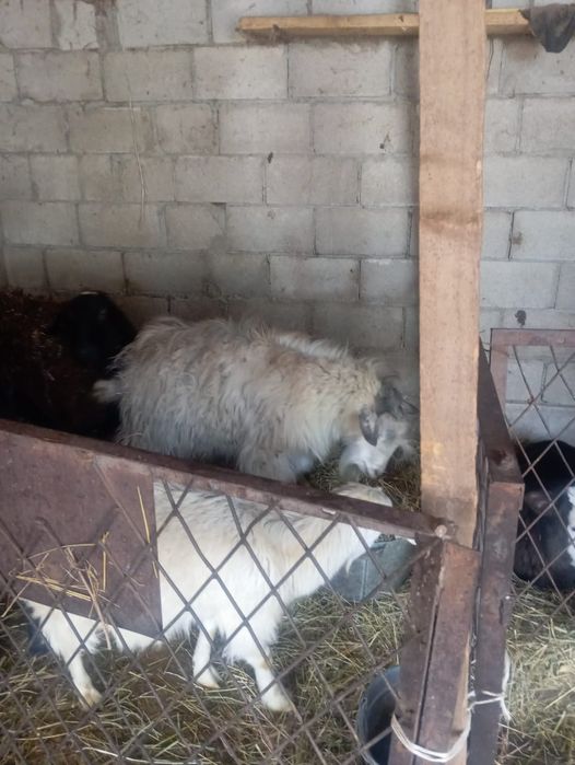 Продам козу и козла