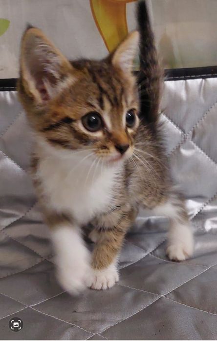 Прекрасные котята мальчики бесплатно!