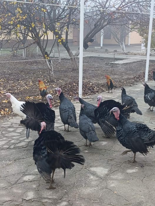 Erkak kurkalar  sotiladi