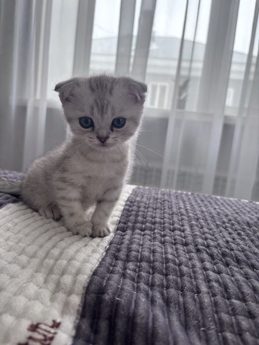 Продаются котята