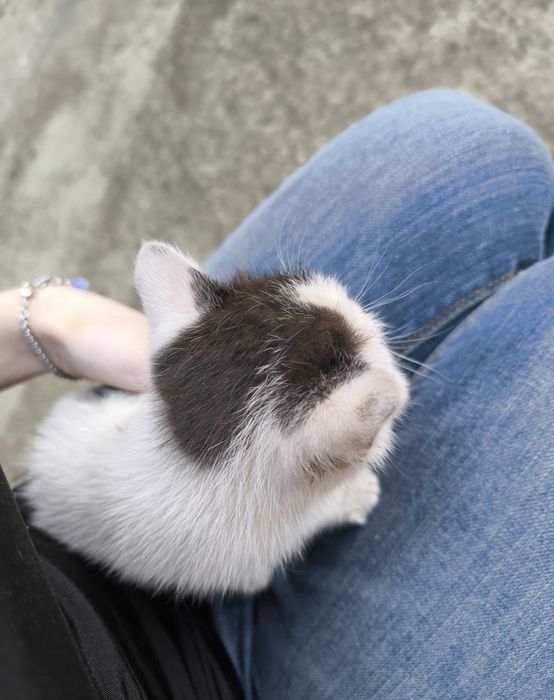 Спешно коте си търси дом!