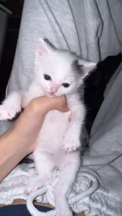 котенок в хорошие руки