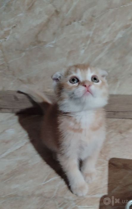 Zolotoy shinshila
