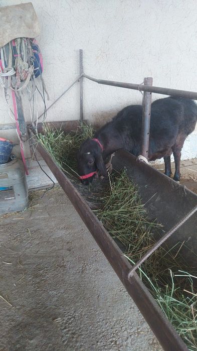 Кошар урыктыкка 2 жасар