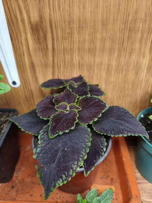 Колеусы в ассортименте