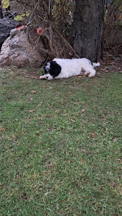 Лагото Романьоло