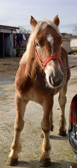 Vând Mânz De 5 Luni