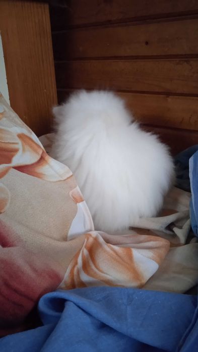 Невска маскарадна котка Neva Masquerade