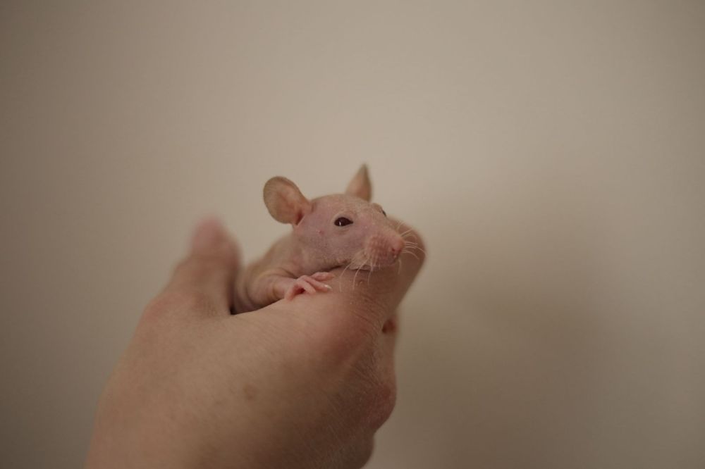Малышь сфинкс мальчик крыс