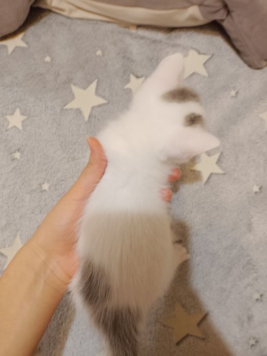 Отдам котят в хорошие руки